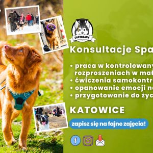 Konsultacje spacerowe